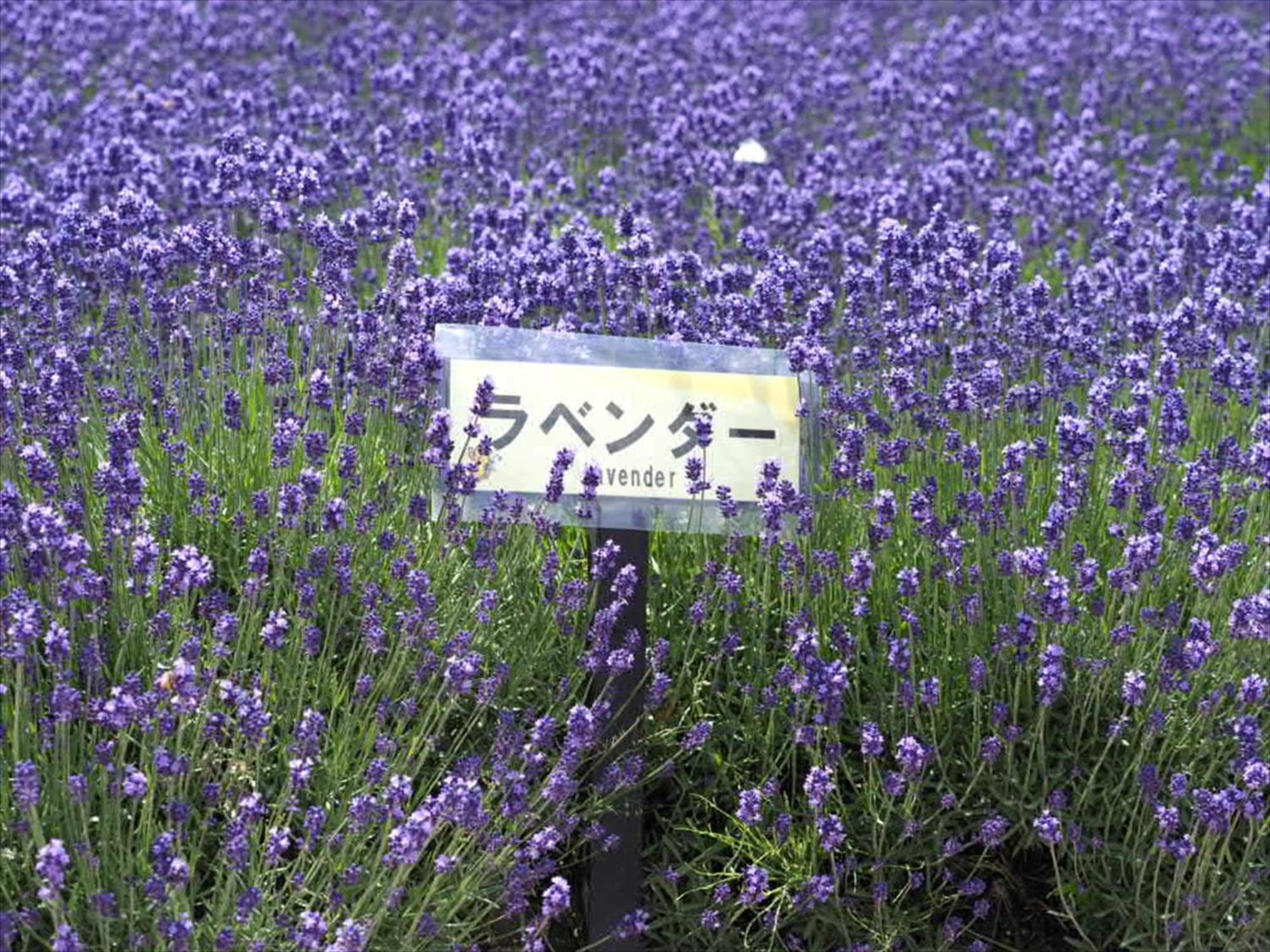 Vila Jadan House NakaNakafurano Exteriér fotografie